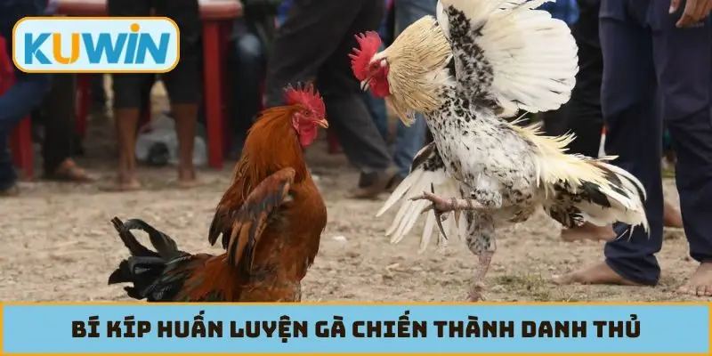 Bí kíp huấn luyện gà chiến thành danh thủ