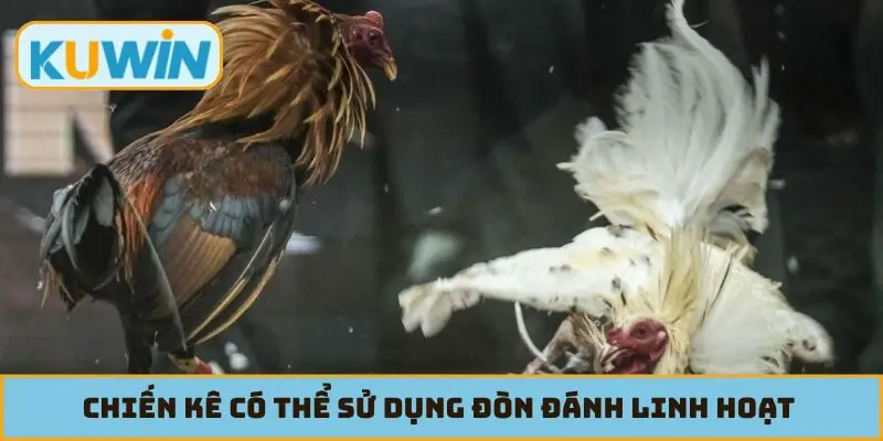 Chiến kê có thể sử dụng đòn đánh linh hoạt qua nhiều bộ phận