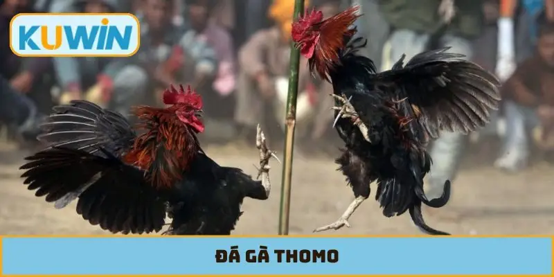 Đá Gà Thomo