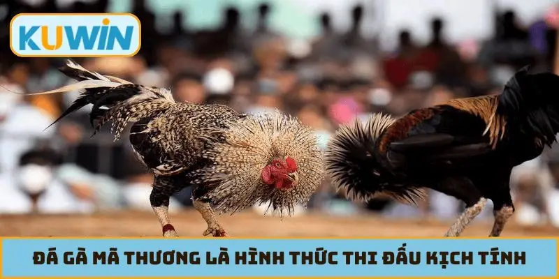 Đá gà mã thương là hình thức thi đấu kịch tính