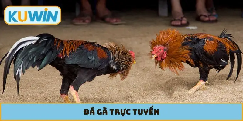 Đá Gà Trực Tuyến