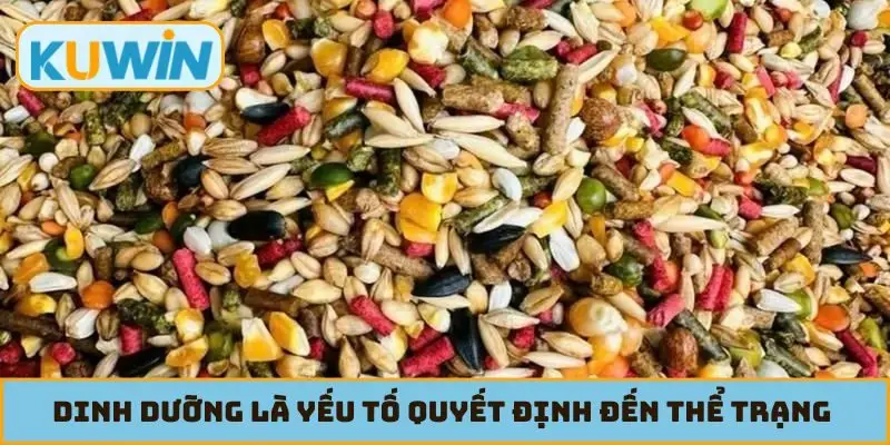Dinh dưỡng là yếu tố quyết định đến thể trạng chiến kê