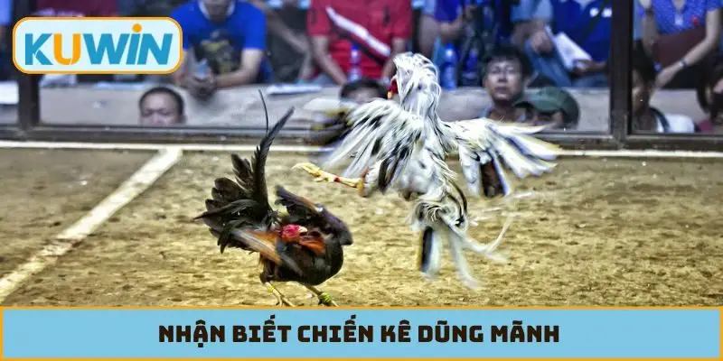 Nhận biết chiến kê dũng mãnh qua đánh giá từ chuyên gia