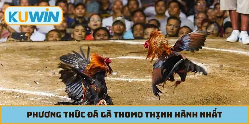 Phương thức đá gà Thomo thịnh hành nhất