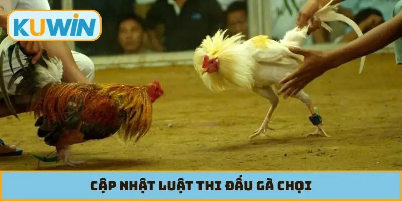 Cập nhật luật thi đấu gà chọi